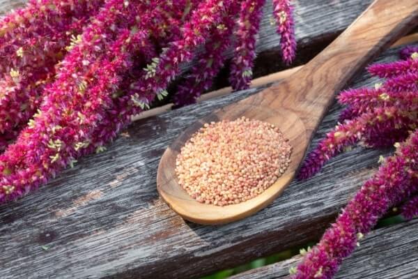 Frische Amaranth-Samen