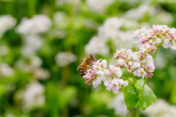 Buchweizen (Fagopyrum esculentum) mit Biene