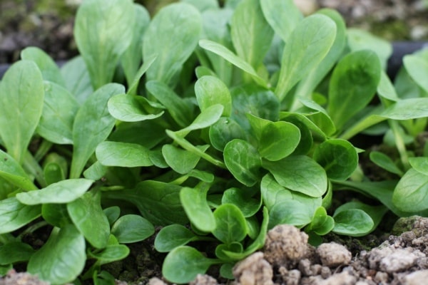 Nüsslisalat, Feldsalat