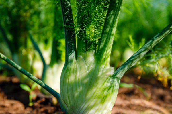 Fenchel