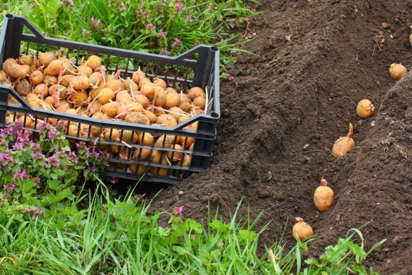 Kartoffelpflanzung
