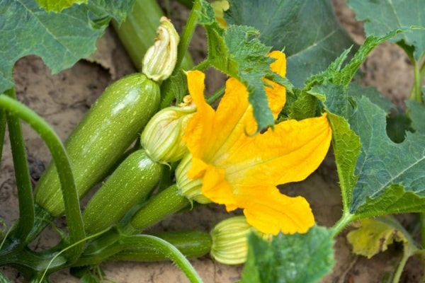 Zucchini, Zucchetti