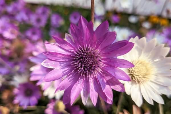 Papierblumen (Xeranthemum annuum)