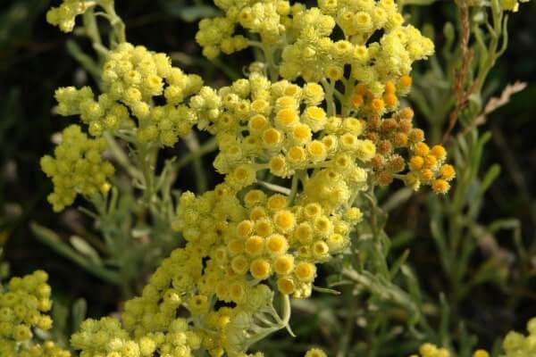 Sandstrohblume (Helichrysum arenarium)