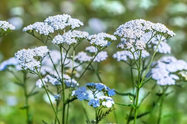 Schafgarbe (Achillea millefolium)