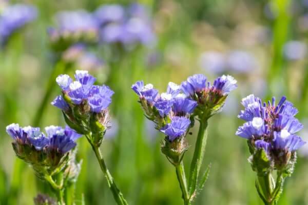 Statizen (Limonium sinuatum)