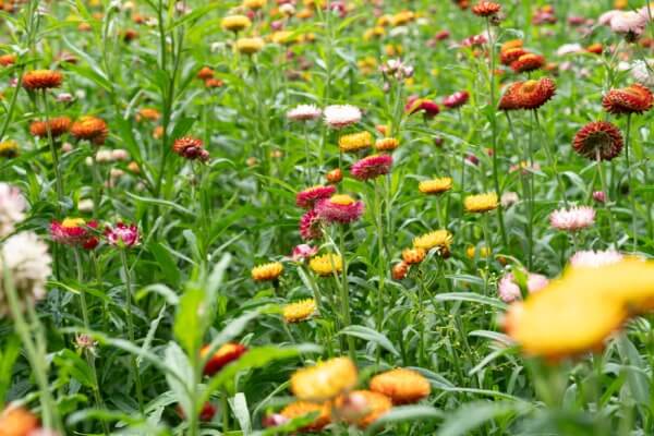 Strohblumen (Xerochrysum bracteatum)