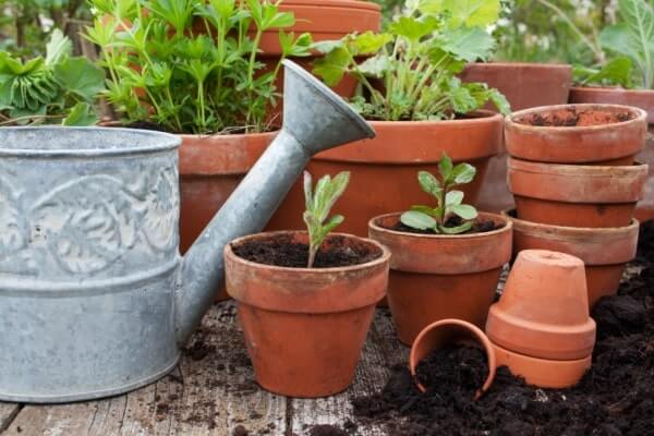 Topfpflanzen im Garten