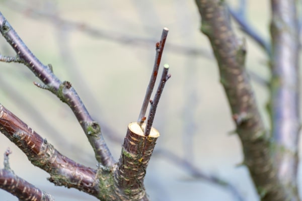 Frühlingsveredelung von Obstbaum