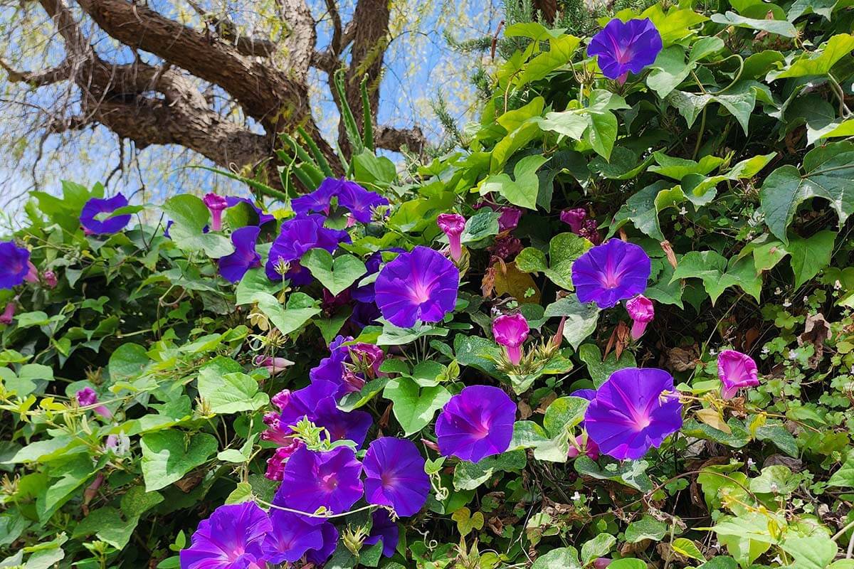Winde (Ipomoea purpurea)