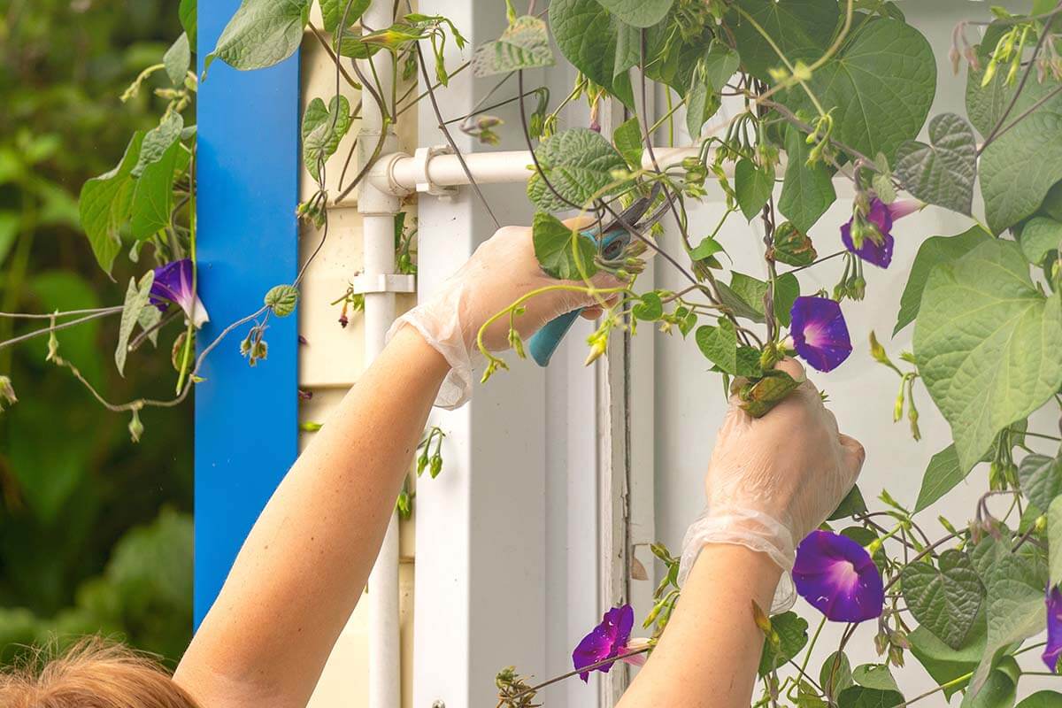 Winden (Ipomoea purpurea) beim Rückschnittt von Hand