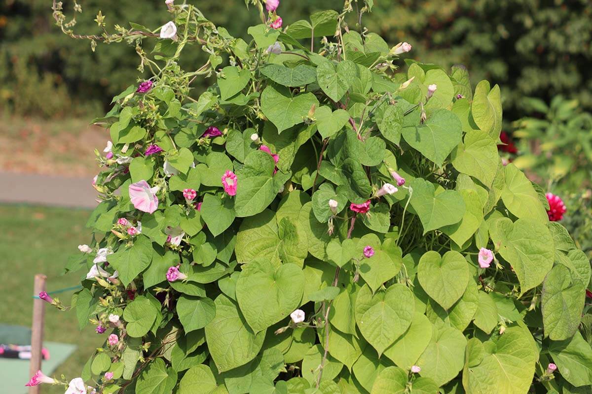Winden (Ipomoea purpurea)
