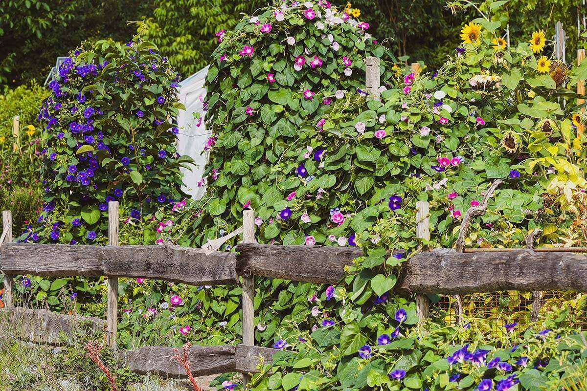 Ipomoea tricolor und weitere Blumen