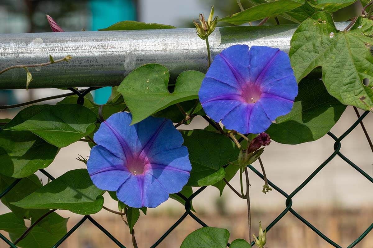 Blaue Ipomoea tricolor