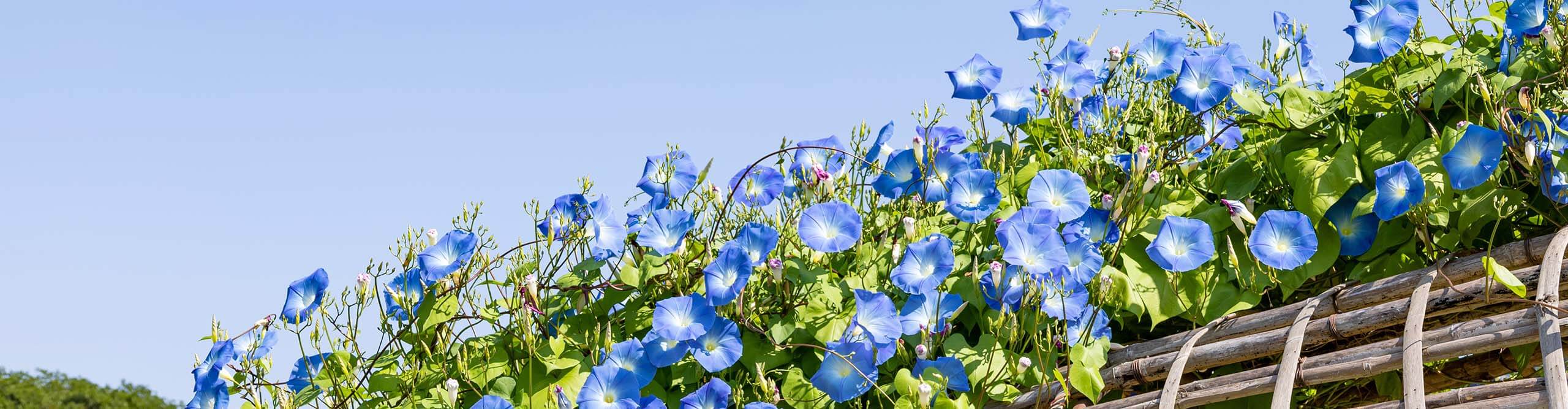 Himmelblaue Prunkwinde (Ipomoea tricolor) auf Rankgitter