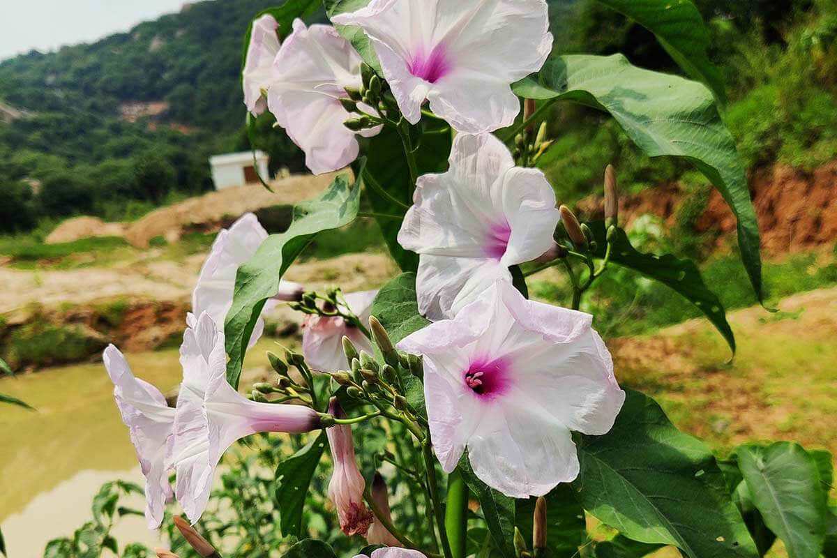 Ipomoea violacea