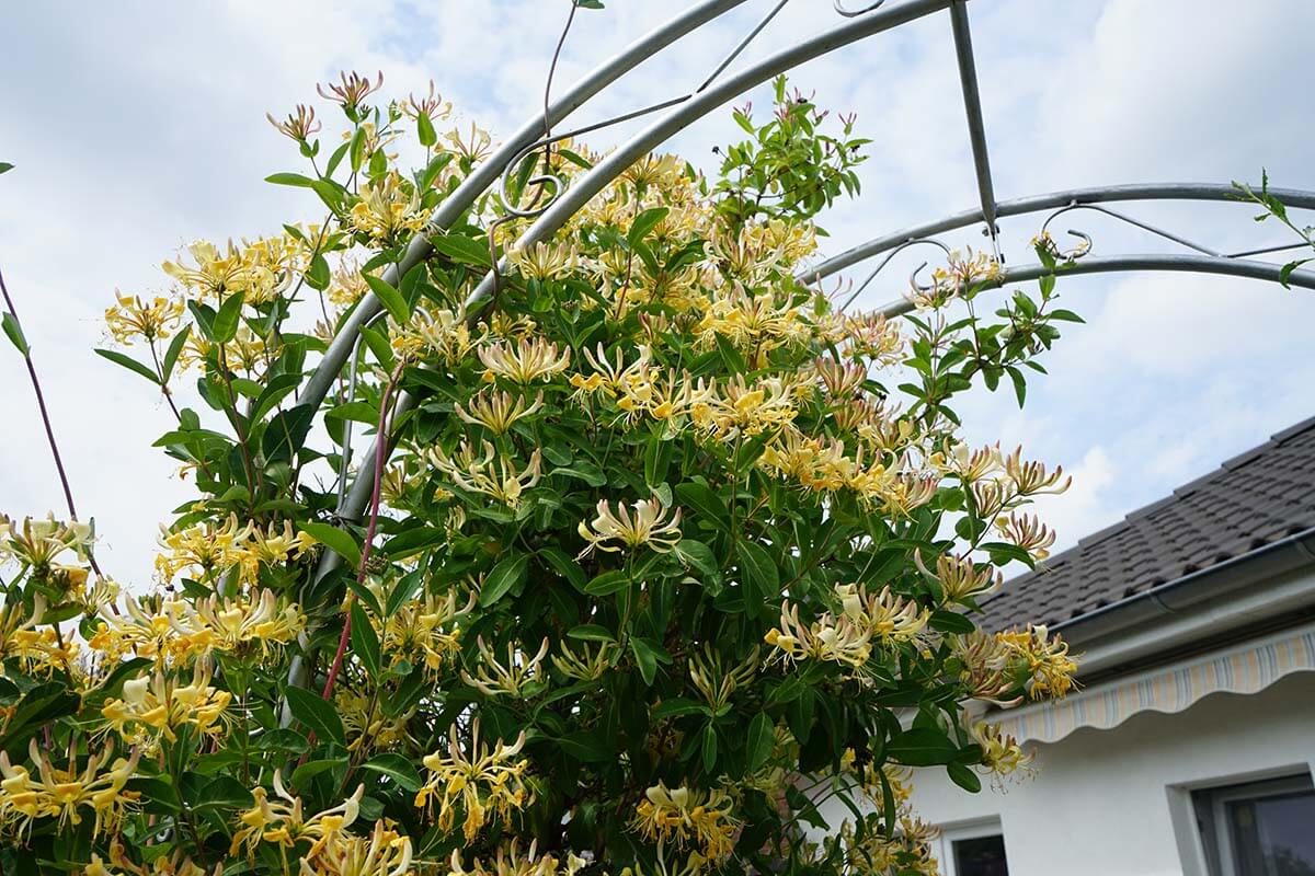 Wald-Geissblatt (Lonicera periclymenum)