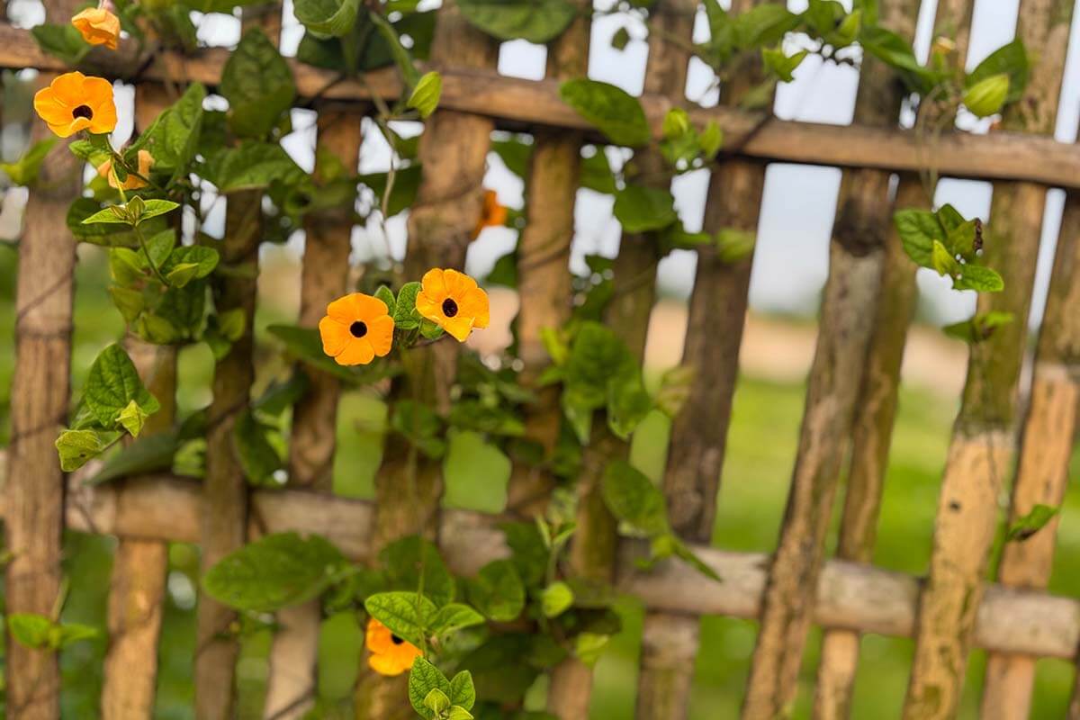Schwarzäugige Susanne (Thunbergia alata)