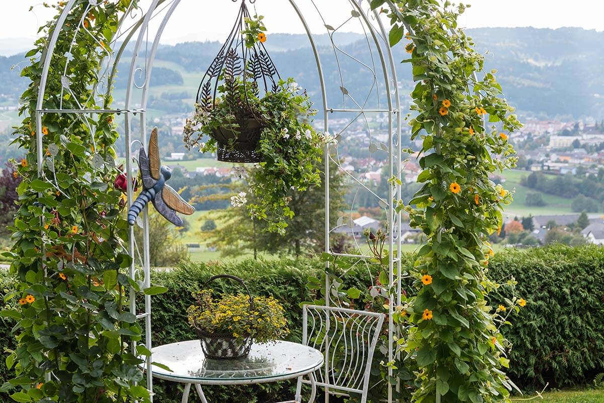 Schwarzäugige Susanne (Thunbergia alata) an einem Rankbogen