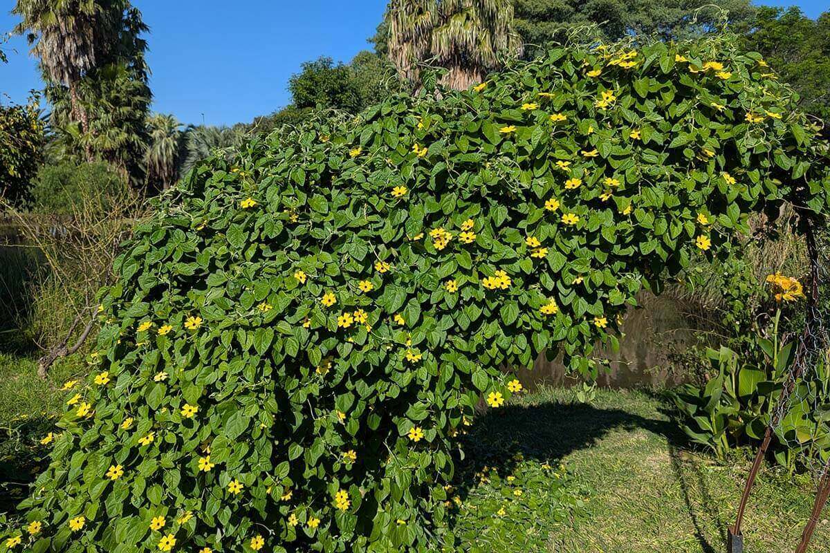 Schwarzäugige Susanne (Thunbergia alata)