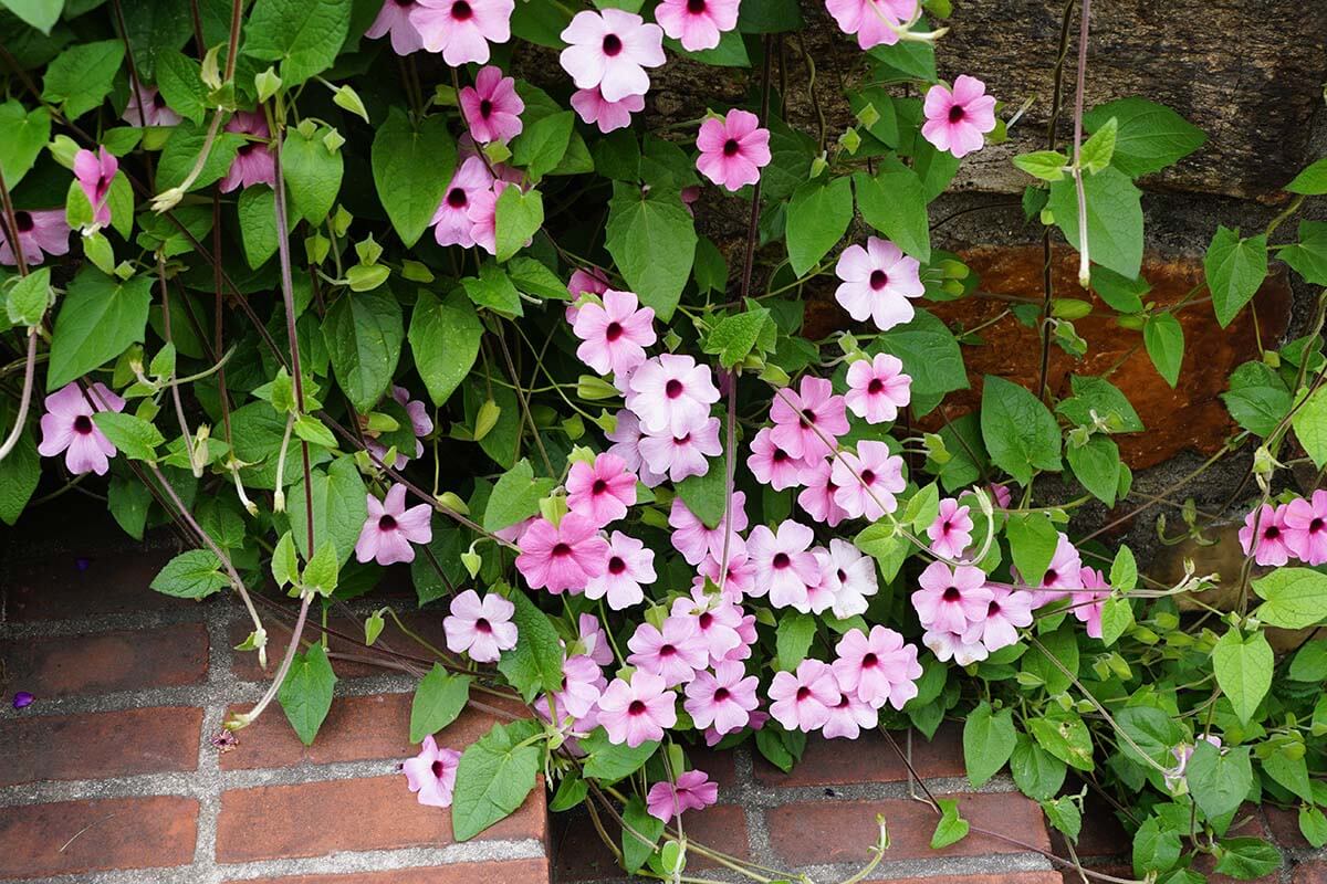 Schwarzäugige Susanne (Thunbergia alata) mit pinken Blüten
