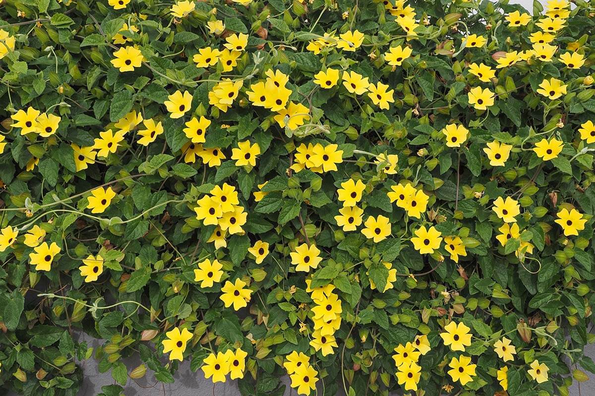 Thunbergia alata, eine Rankpflanze