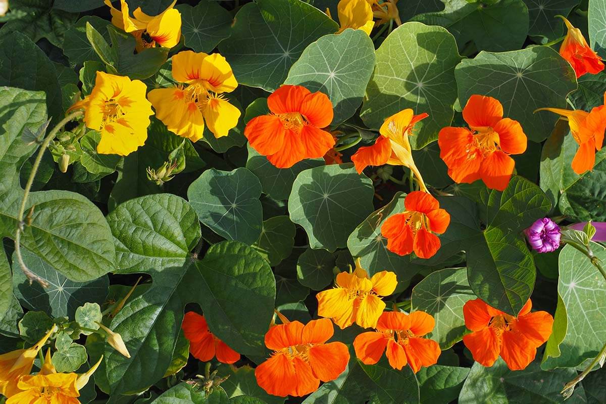 Kapuzinerkresse (Tropaeolum majus)