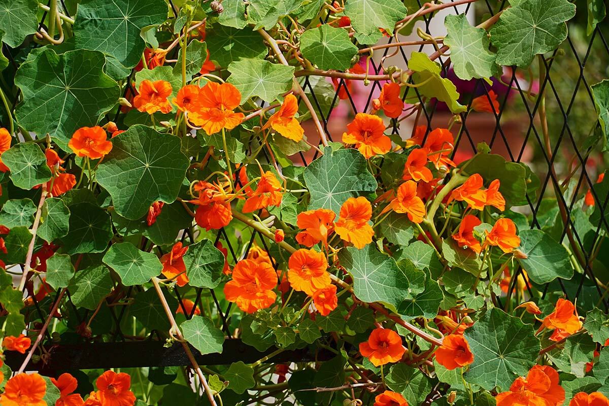Kapuzinerkresse (Tropaeolum majus)