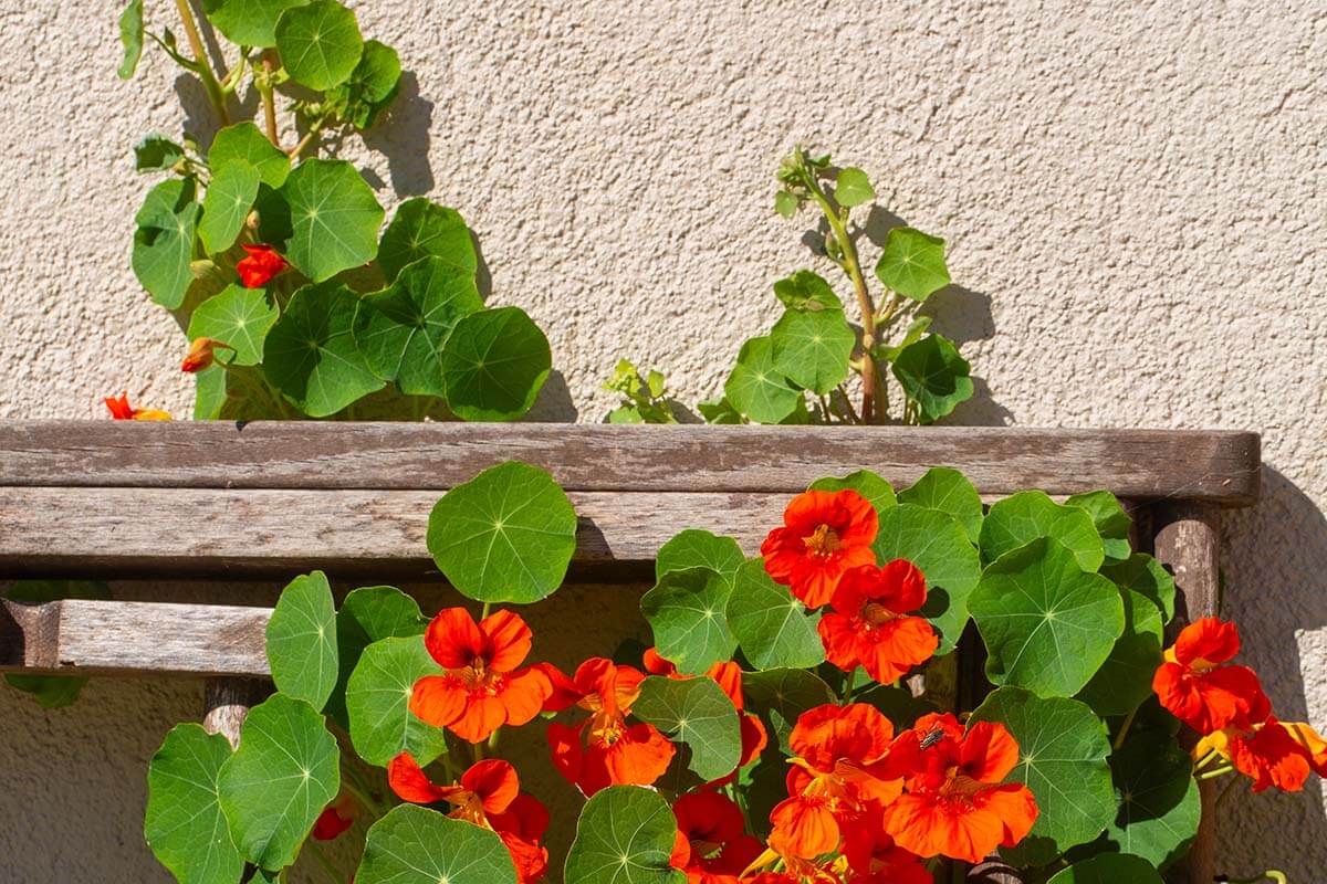 Kapuzinerkresse (Tropaeolum majus)