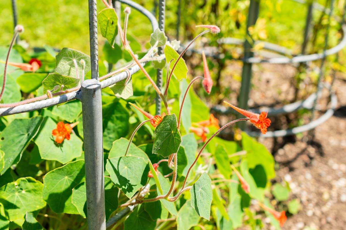 Kapuzinerkresse (Tropaeolum majus)