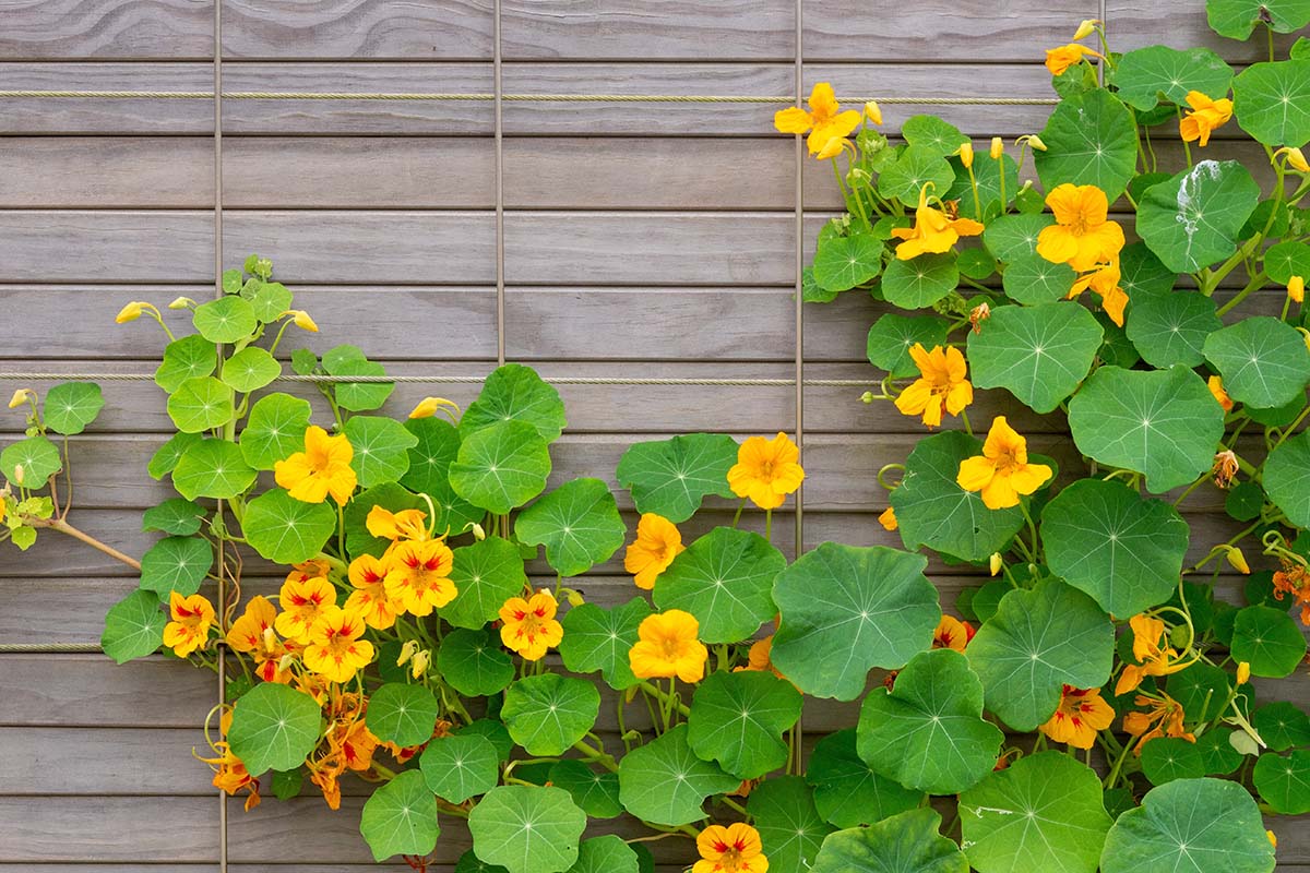 Kapuzinerkresse (Tropaeolum majus)