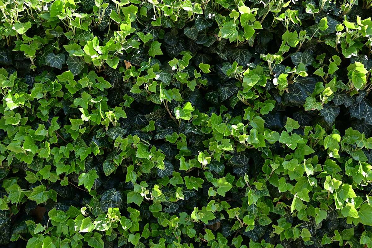 Efeu an einer Wand