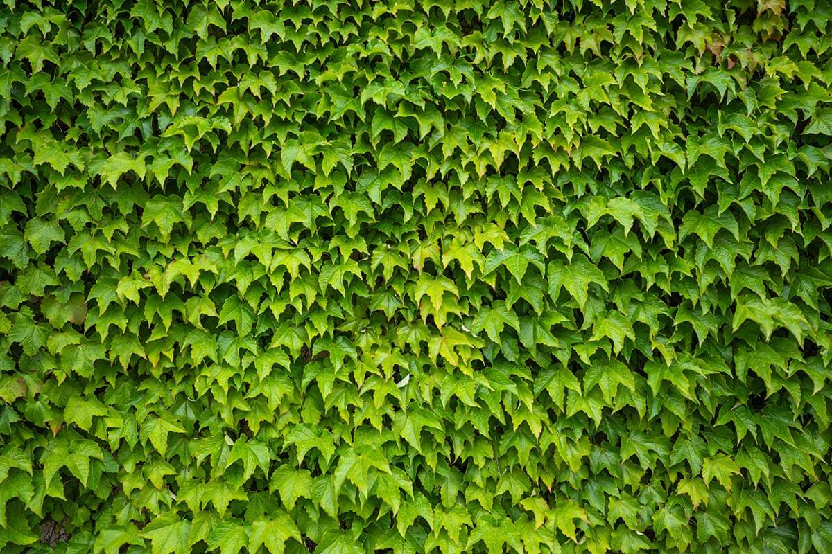 Efeu an einer Wand