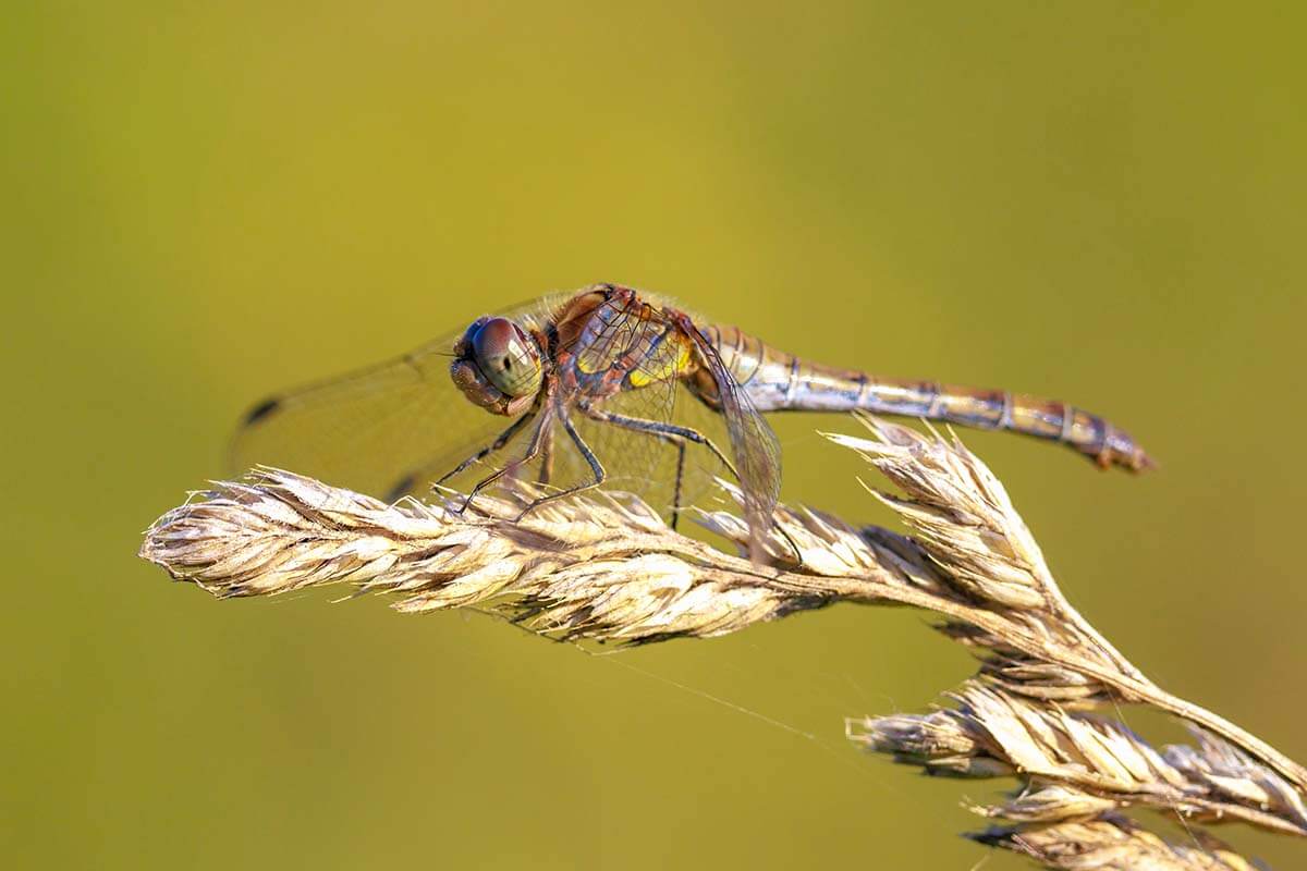 Sympetrum striolatum