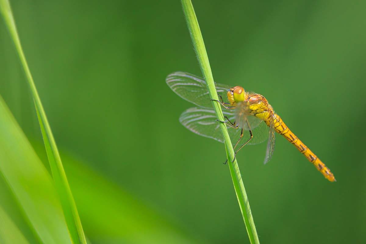 Sympetrum striolatum