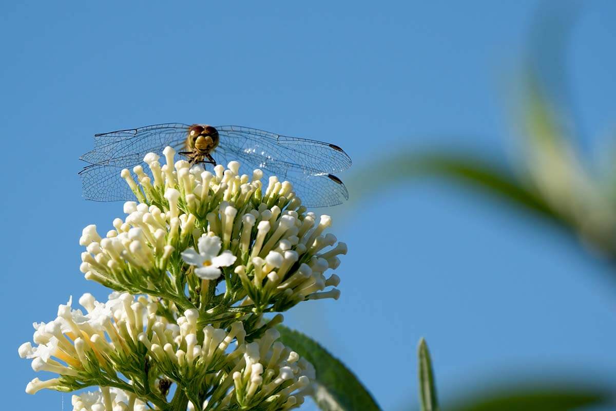 Grosse Heidelibelle auf einer Blüte