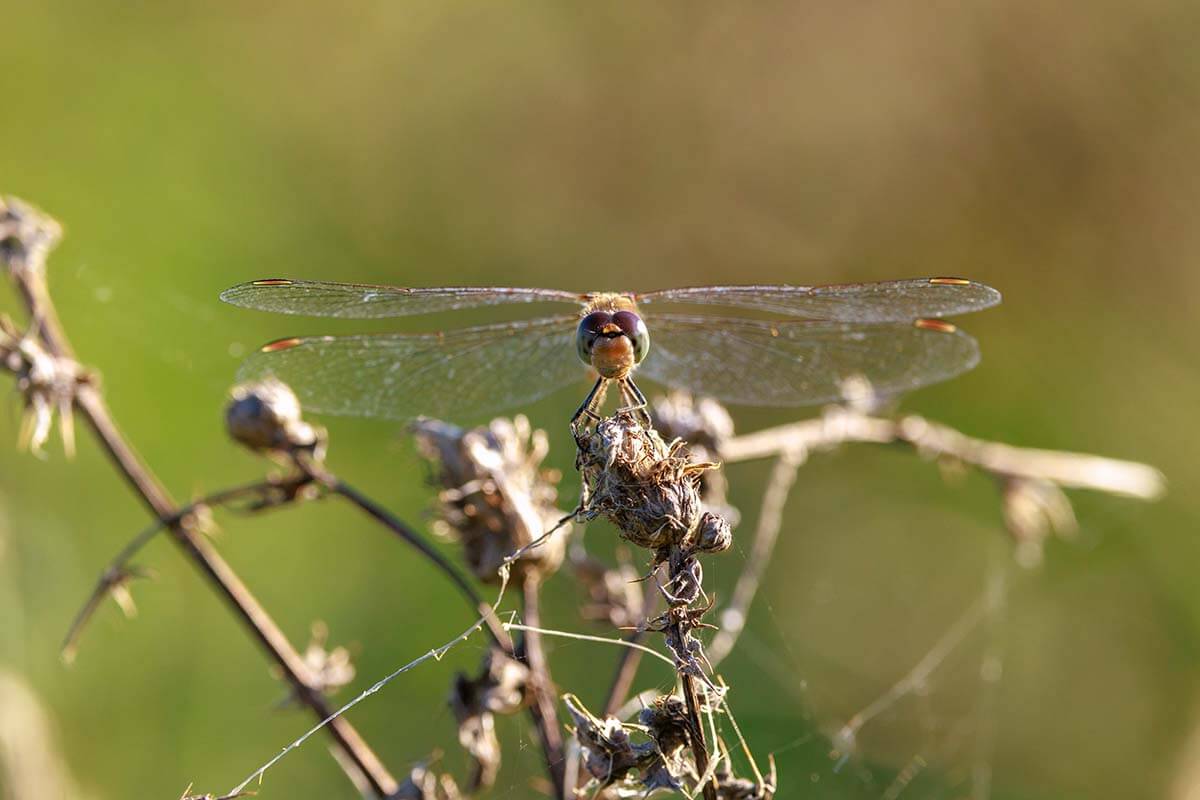 Sympetrum striolatum Männchen