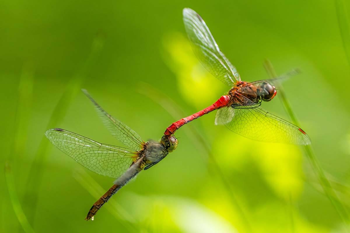 Sympetrum striolatum bei der Paarung