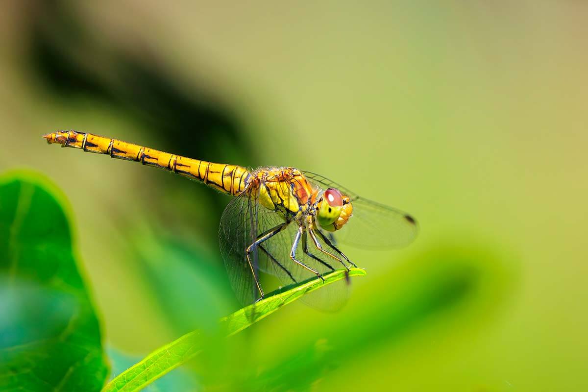 Weibchen einer grossen Heidelibelle (Sympetrum striolatum) 