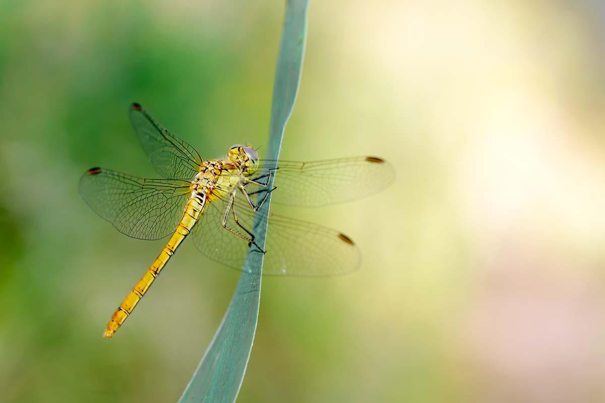 Sympetrum striolatum auf Halm
