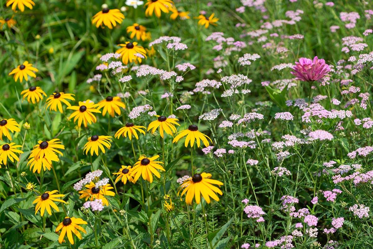 Blumengarten mit Rudbeckia hirta