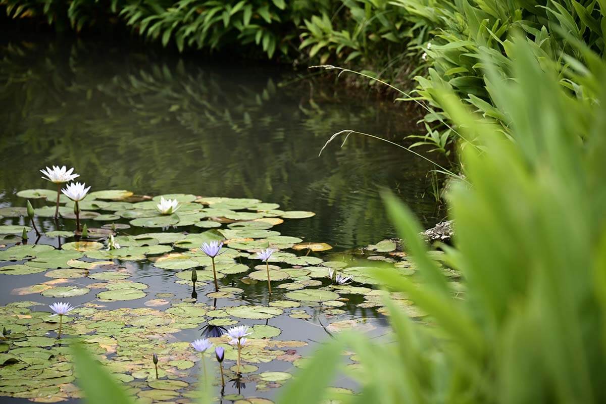 Naturnaher Gartenteich
