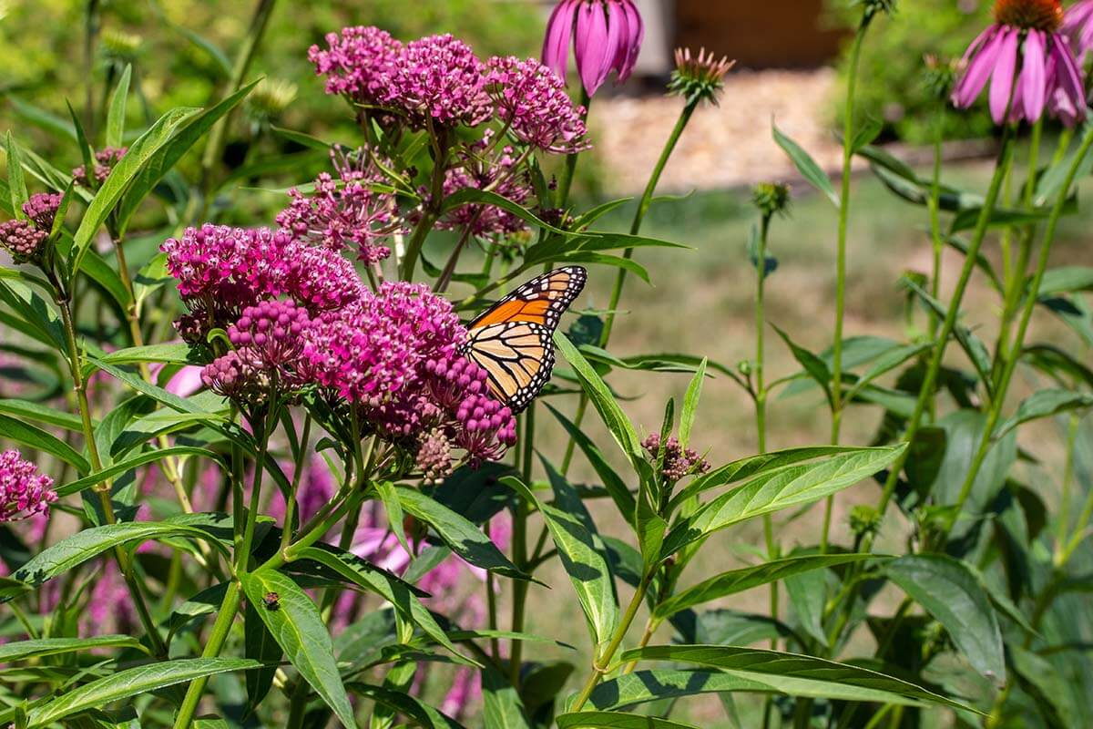 Sumpfseidenpflanze (Asclepias incarnata) mit einem Schmetterling