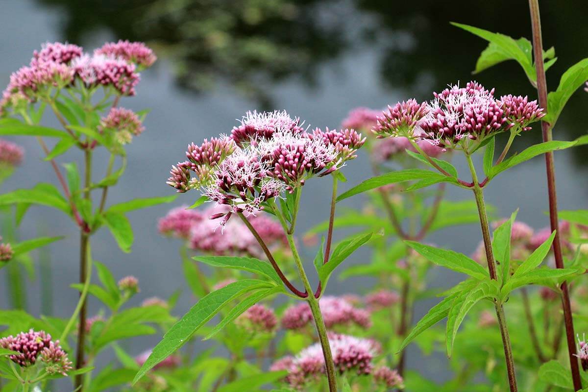 Wasserdost (Eupatorium cannabinum)