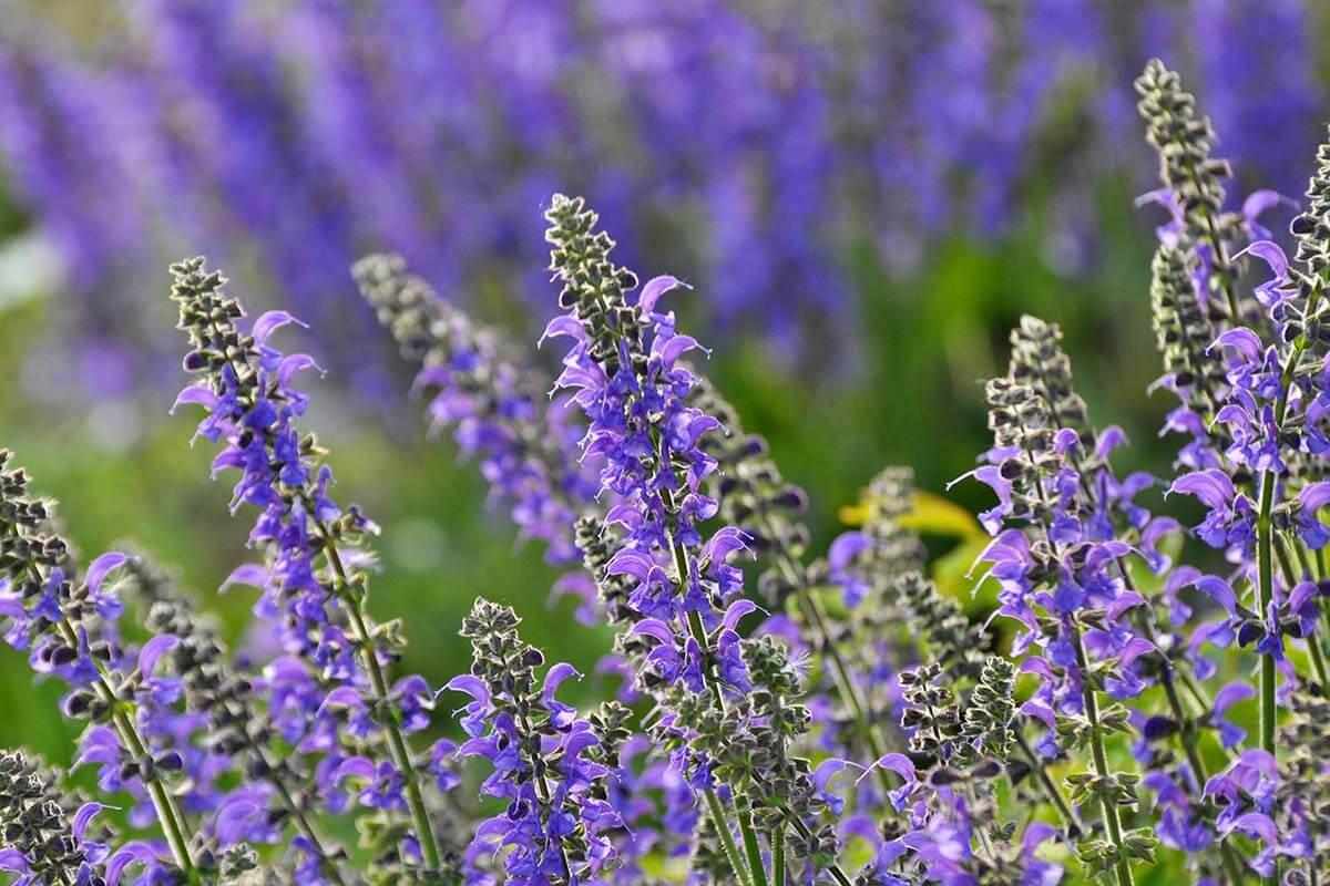 Wiesensalbei (Salvia pratensis)
