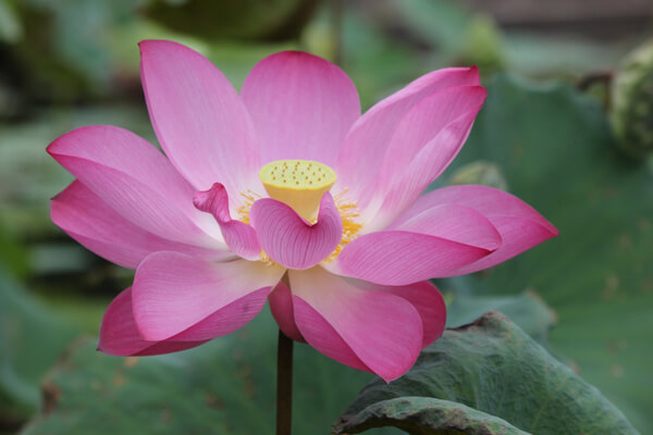 Indische Lotusblume (Nelumbo nucifera)