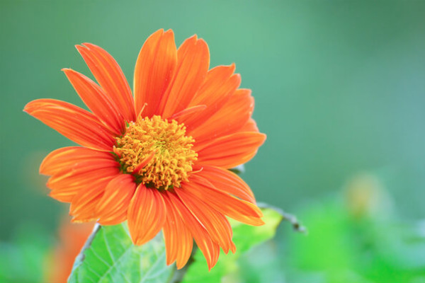 mexikanische-sonnenblume-tithonia-rotundifolia.jpg