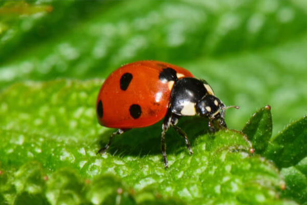 siebenpunktmarienkaefer-coccinella-septempunctata-1.jpg