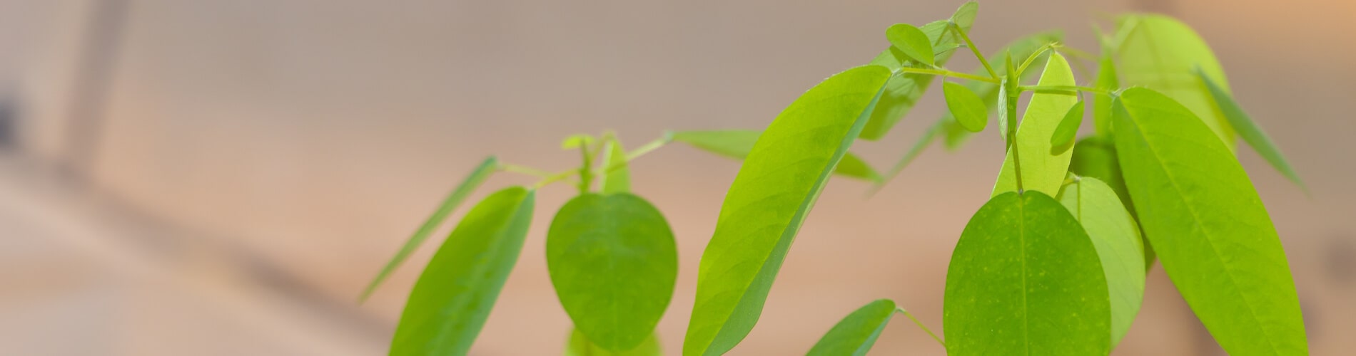 Telegraphenpflanze (Codariocalyx motorius)