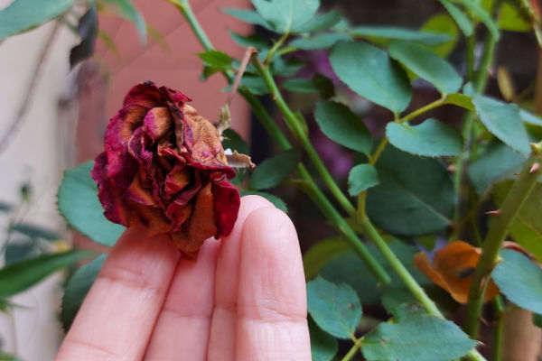 Verblühte Rose mit Hand